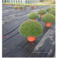 100% virgem PP Estufas Ground Cover